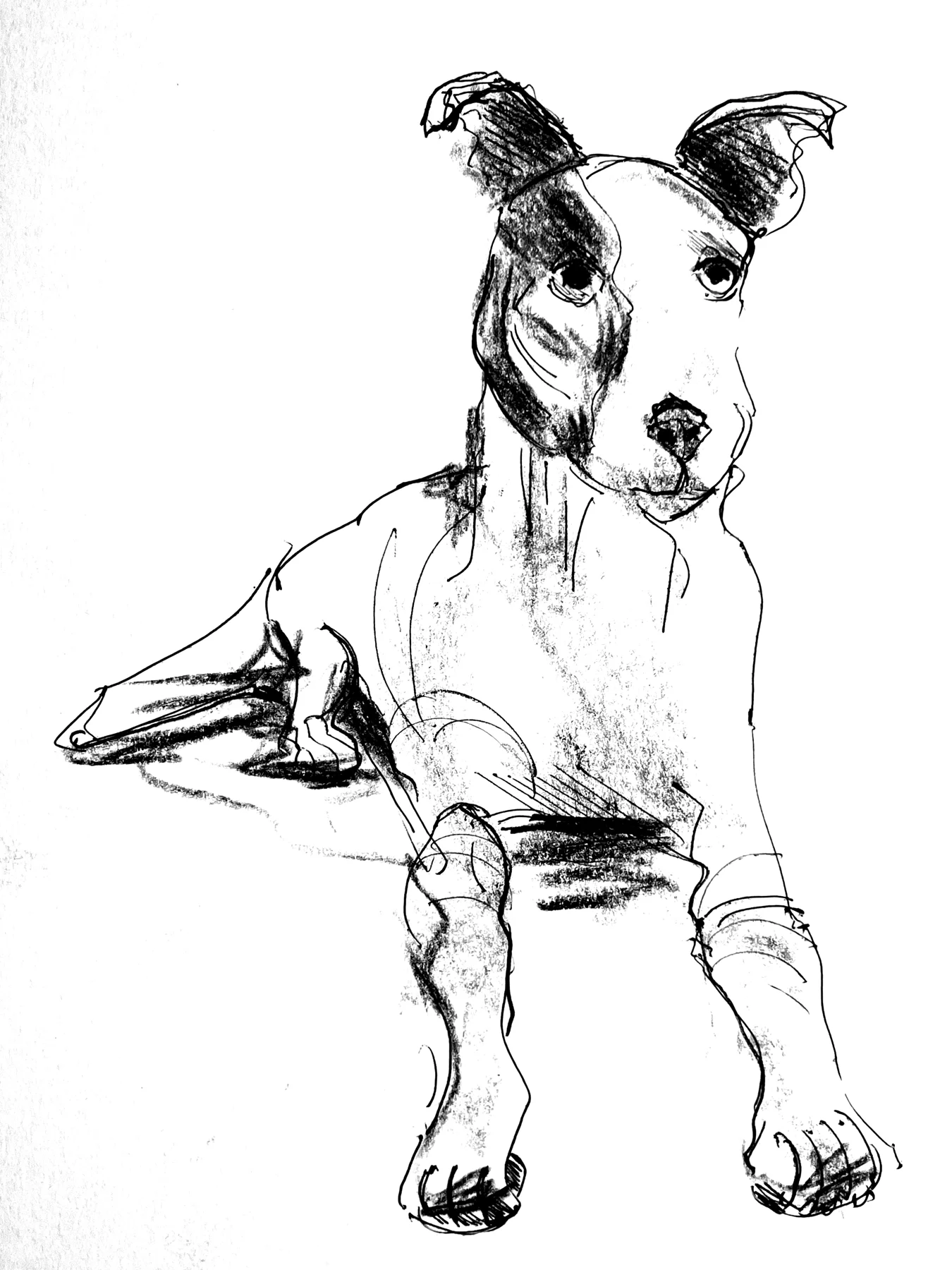 Croquis de chien
