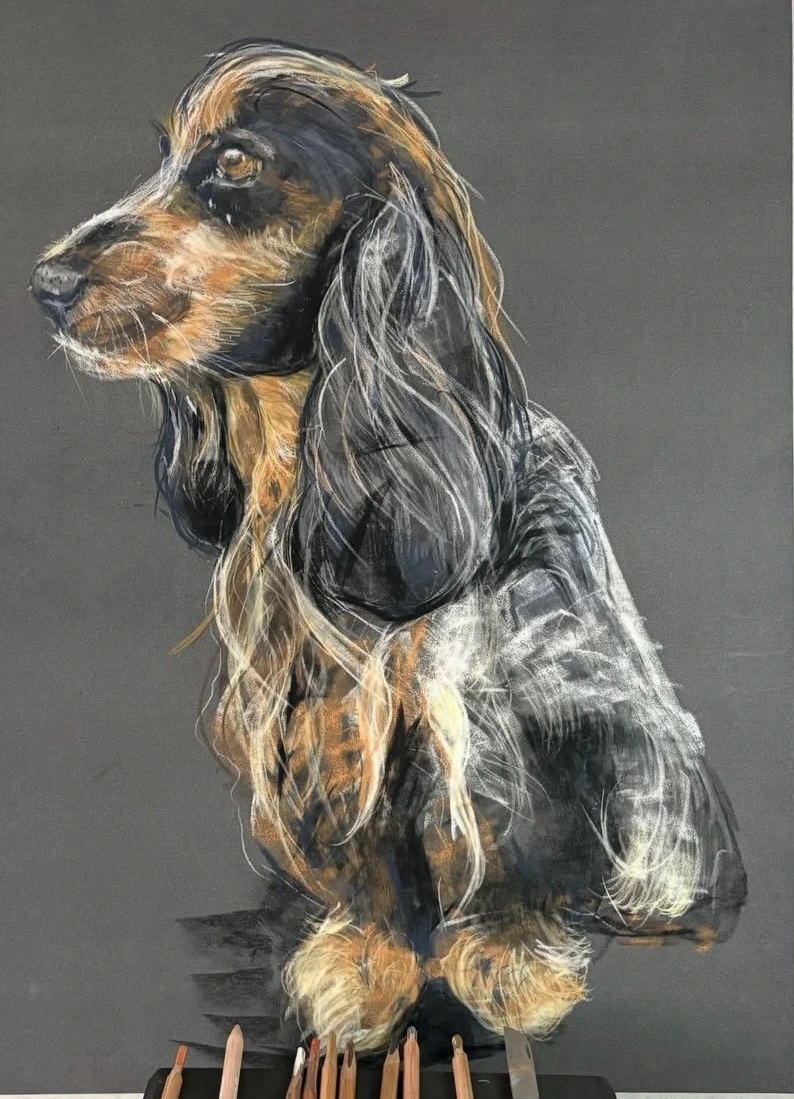 Dessin réaliste d’un chien aux longs poils noirs et dorés, par Frédéric Pierrat